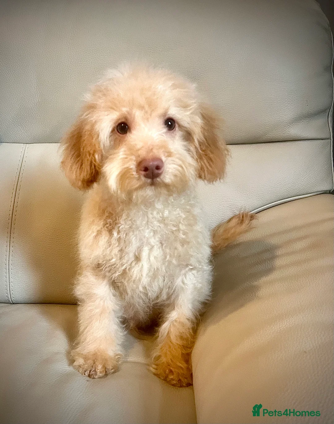 Miniature Poodle dogs for sale: Miniature poodle puppy - Advert 8