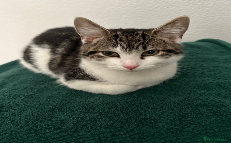 Mixed Breed cats - Advert 1