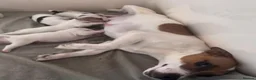 Jack Russell dogs for sale: Smooth coated jack russels  in Nottingham - Advert 5
