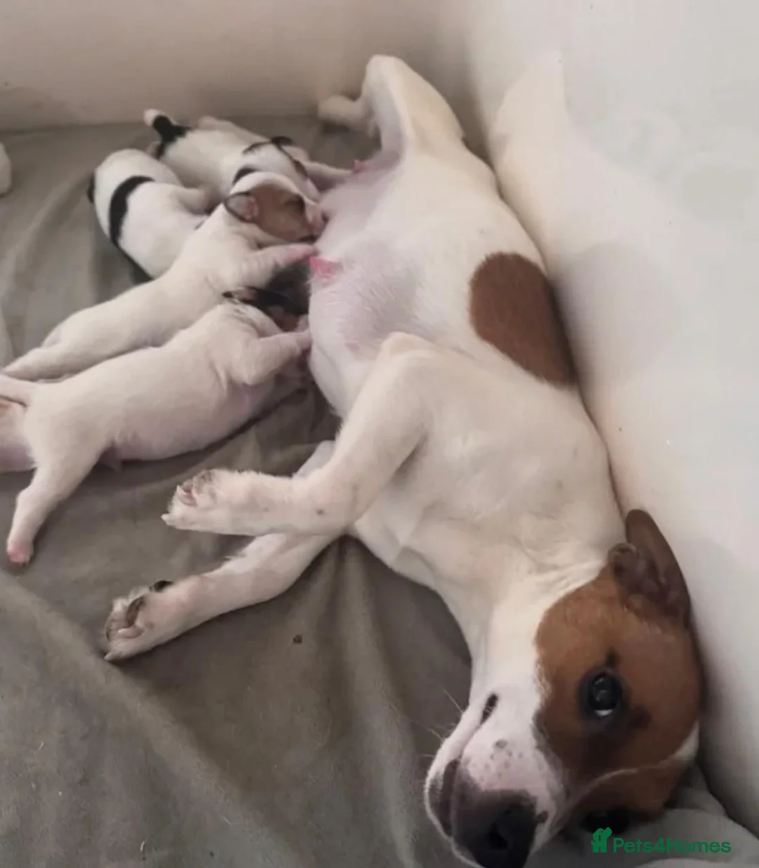 Jack Russell dogs for sale: Smooth coated jack russels  in Nottingham - Advert 5