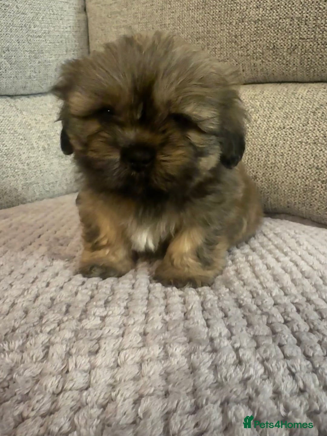Mixed Breed dogs for sale: Shih Tzu cross patterdale pups - Advert 10
