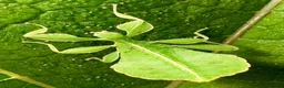 Stick Insects invertebrates for sale: Leaf insects (phyllium philippinicum) stick insect - Advert 5