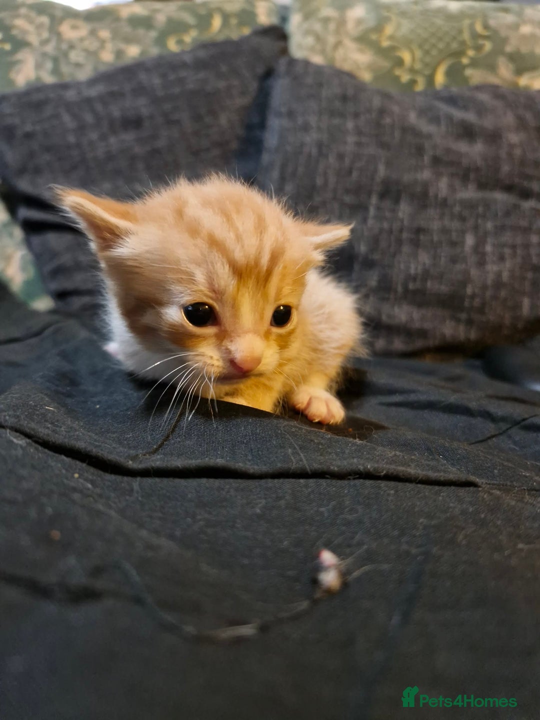 Maine Coon cats for sale: Maine Coon Cross Kittens - Advert 2