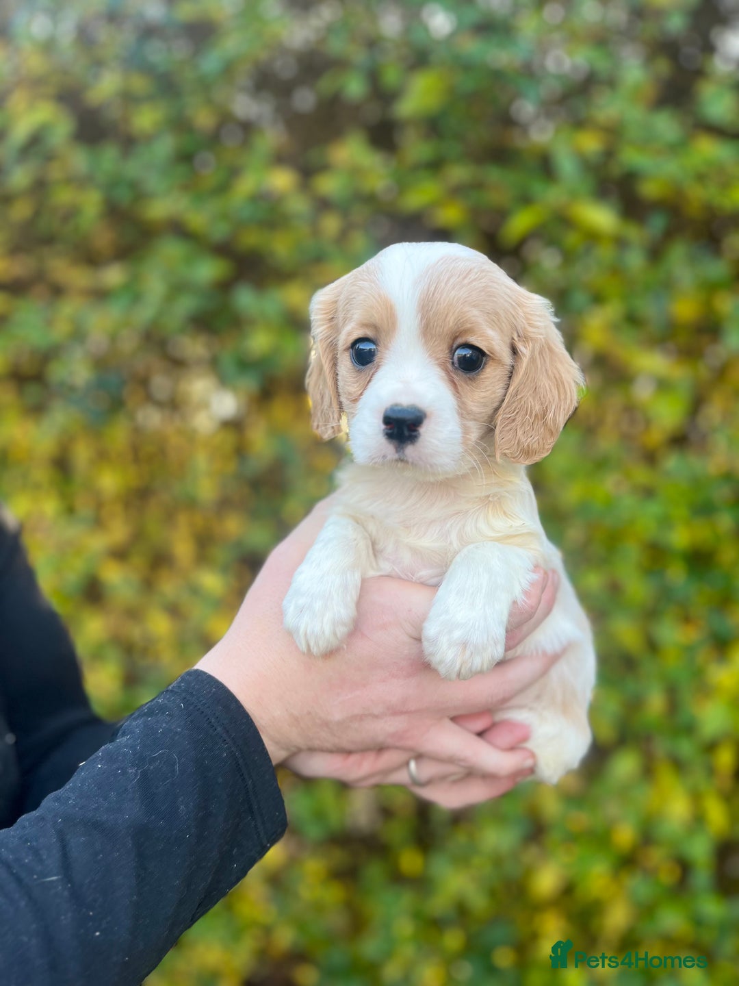 Cavachon dogs for sale: Cavachon Puppies Health Tested Clear  - Advert 10