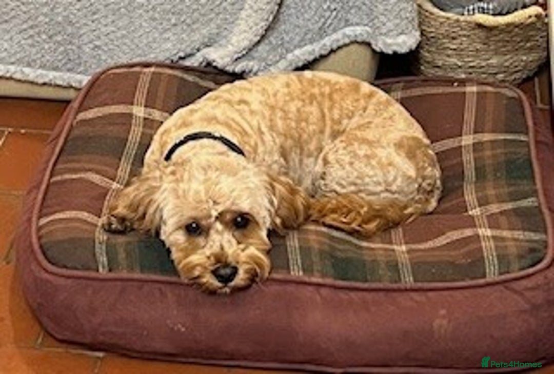 Cavapoo dogs for sale: Beautiful Litter Of F2b Cavapoos - Image 3