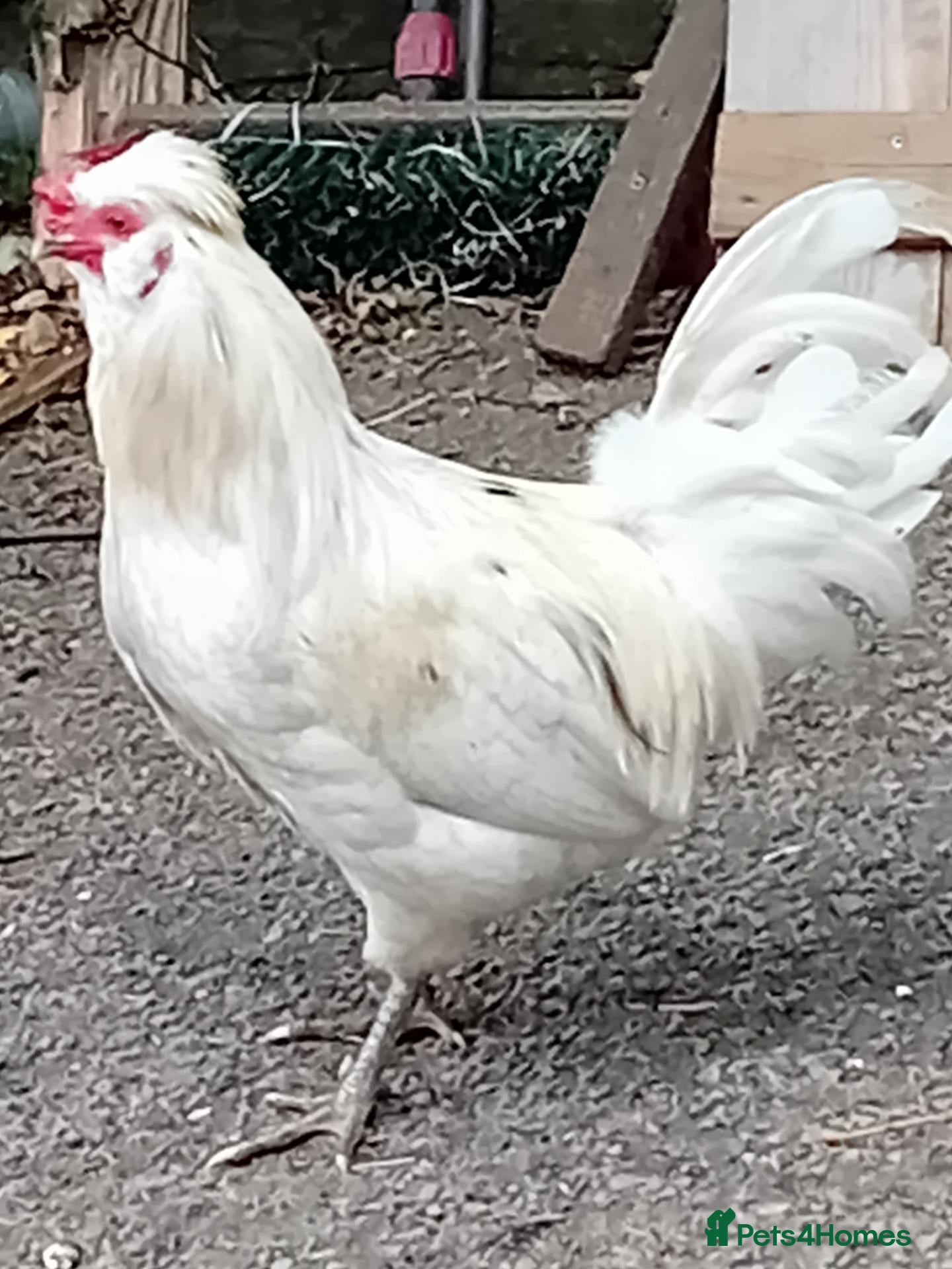 Chickens poultry Pure Emerald Cockerel / Blue Egger 🐓💙 - Advert 1