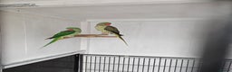 Parakeets birds for sale: Proven pair alexandraine  - Advert 4
