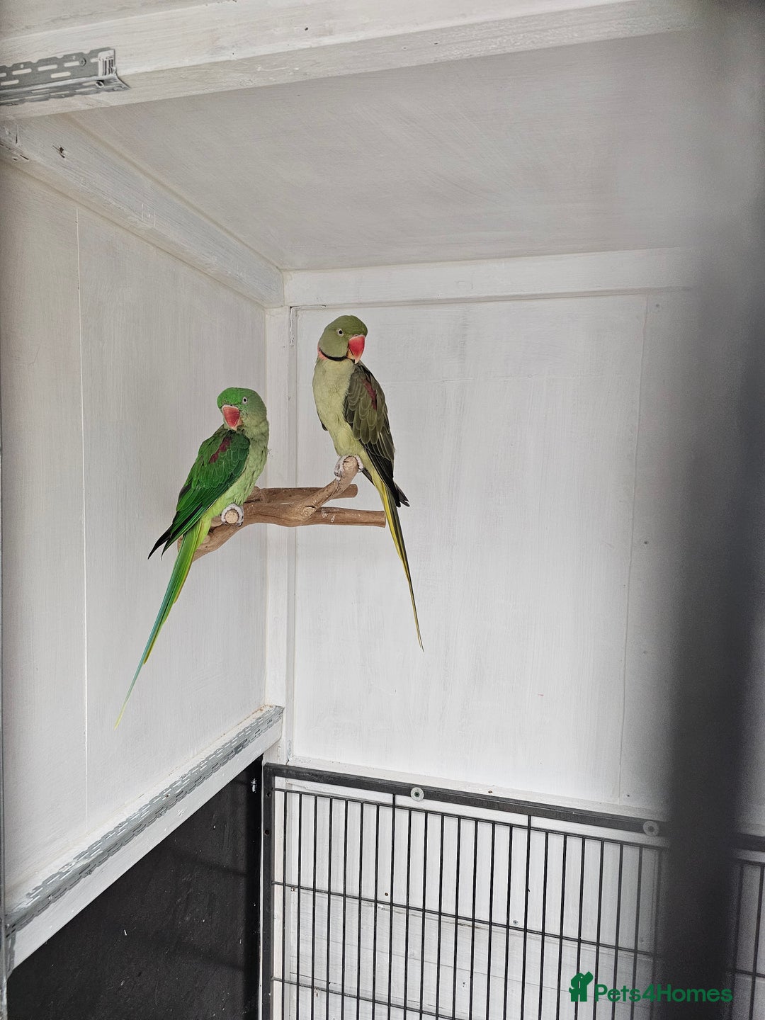 Parakeets birds for sale: Proven pair alexandraine  - Advert 4
