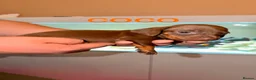 Miniature Dachshund dogs for sale: Stunning Smooth haired Miniature Dachshund Puppies - Advert 6