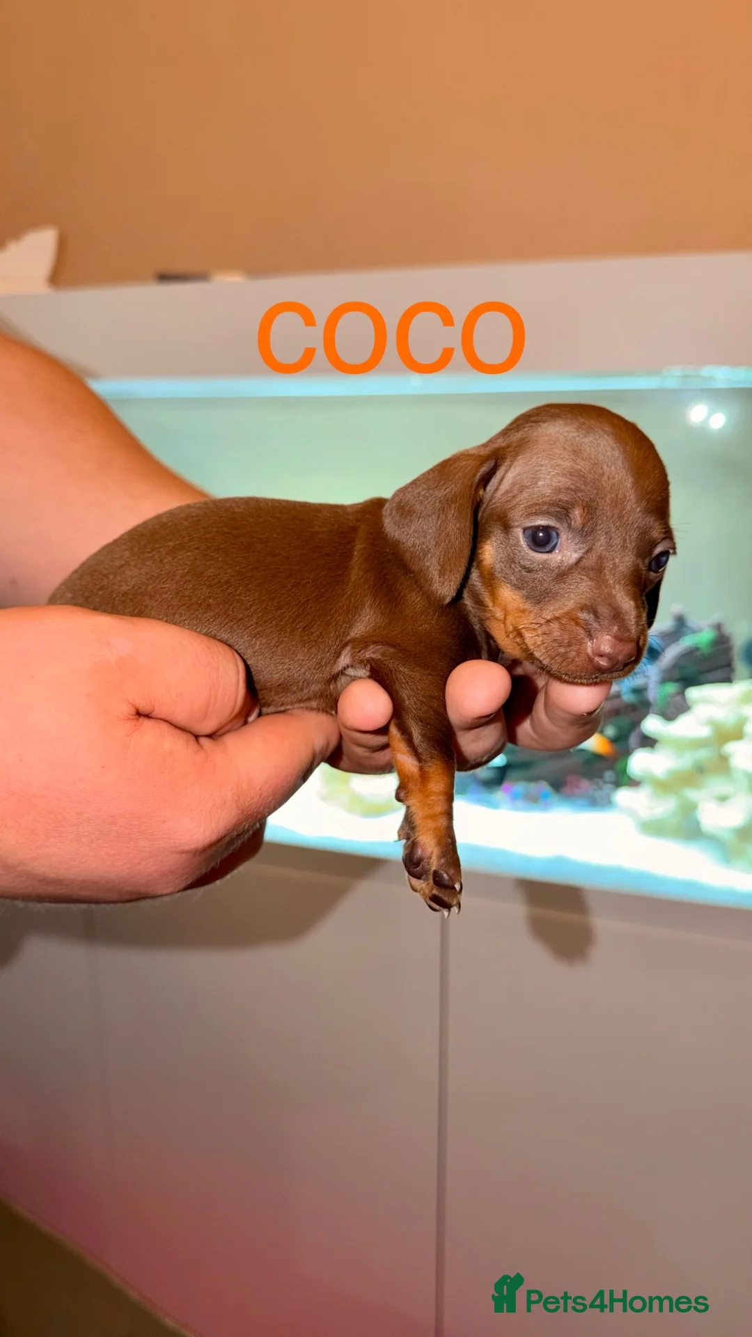 Miniature Dachshund dogs for sale: Stunning Smooth haired Miniature Dachshund Puppies - Advert 6