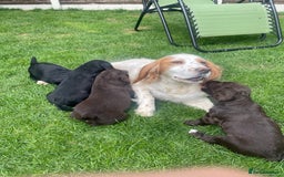 Cocker Spaniel dogs for sale: Working Cocker Spaniel Puppies - Image 1