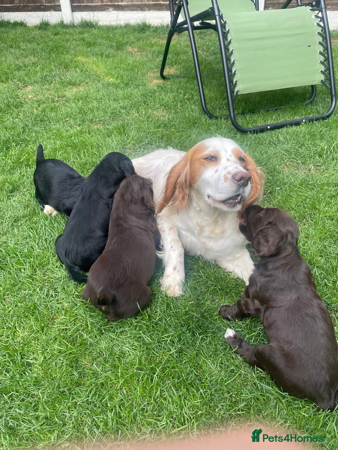 Cocker Spaniel dogs for sale: Working Cocker Spaniel Puppies - Image 1