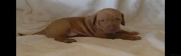 Hungarian Vizsla dogs for sale: Stunning KC Registered Hungarian Vizslas - Advert 19