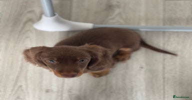 Miniature Dachshund dogs - Advert 7