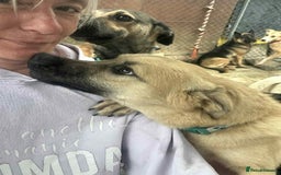 Mixed Breed dogs for adoption: Luanna - Norwich Norfolk  - Image 20