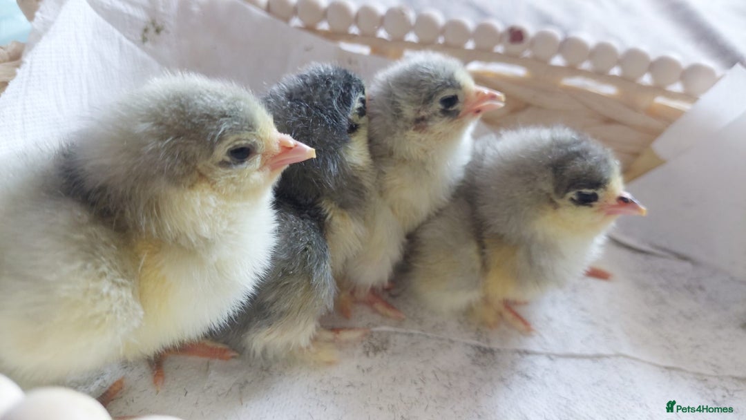 Chickens poultry for sale: Day old chicks / hatching eggs Brahma sussex Pekin - Image 15
