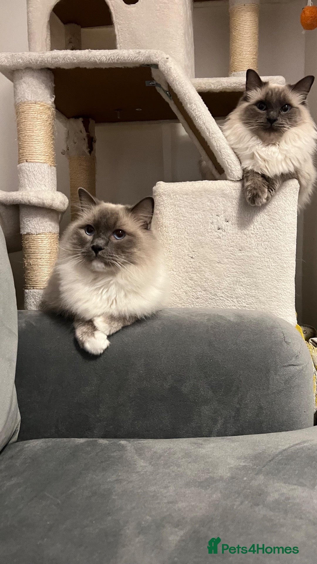 Ragdoll cats Ragdoll Cats For Sale - Advert 9
