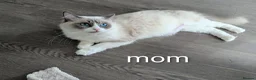 Ragdoll cats for sale: 5 Beautiful Ragdoll Kittens - Advert 7