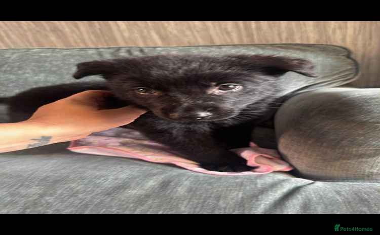 German Shepherd dogs - Advert 3