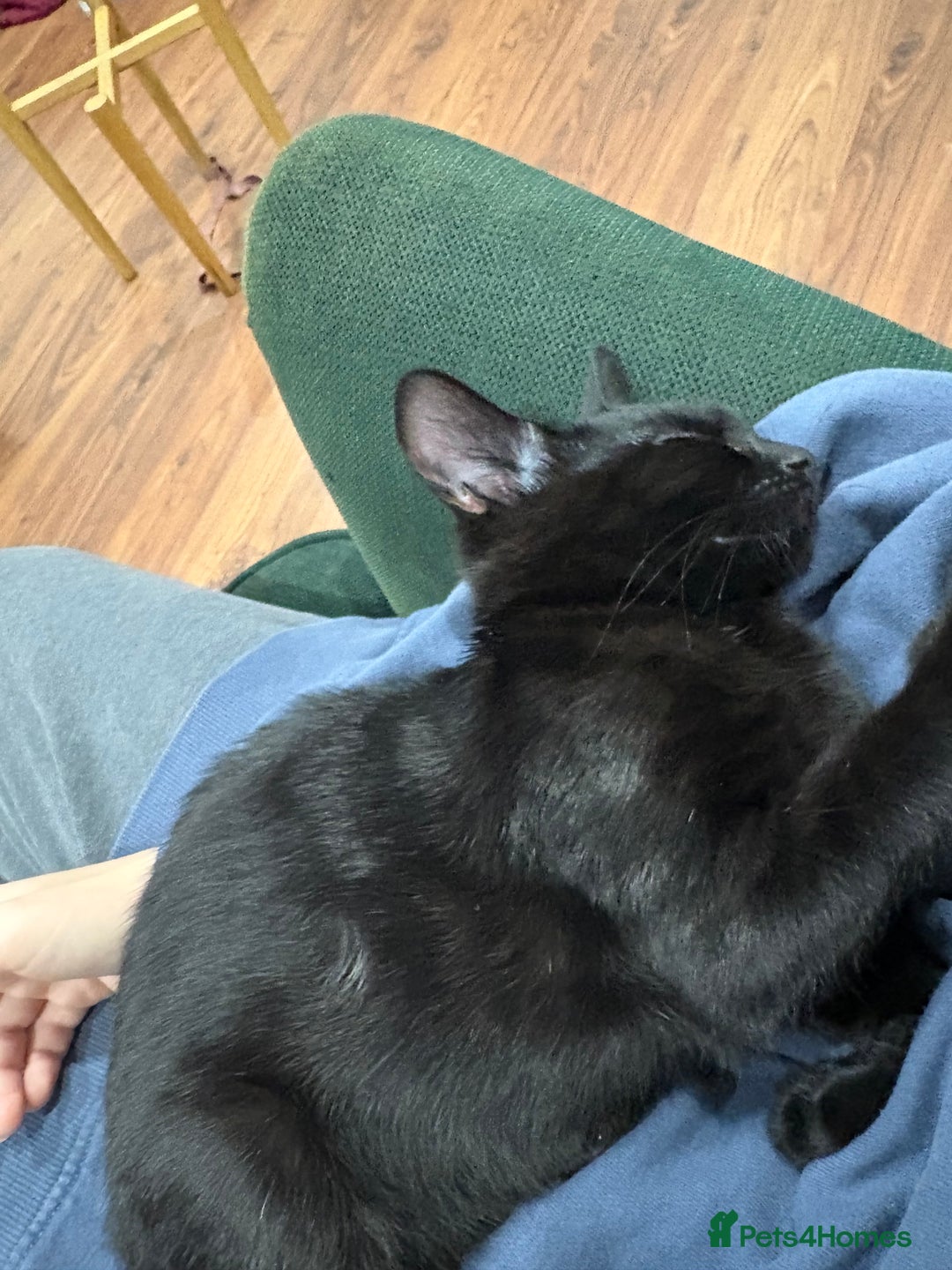 Mixed Breed cats for sale: Loving cuddly playful four month old kitten  - Image 2