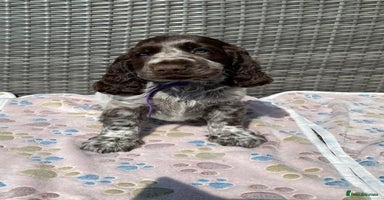 Cocker Spaniel dogs - Advert 15