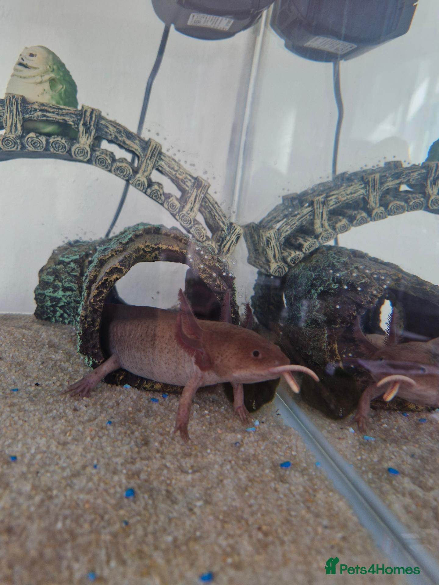Other/Mixed Breed fish Axolotl babies  - Advert 1
