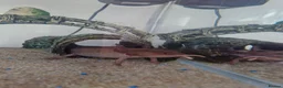 Other/Mixed Breed fish for sale: Axolotl babies  - Advert 1