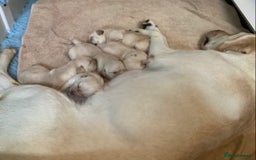 Labrador Retriever dogs for sale:  Yellow show puppies for sale to the right home - Image 4