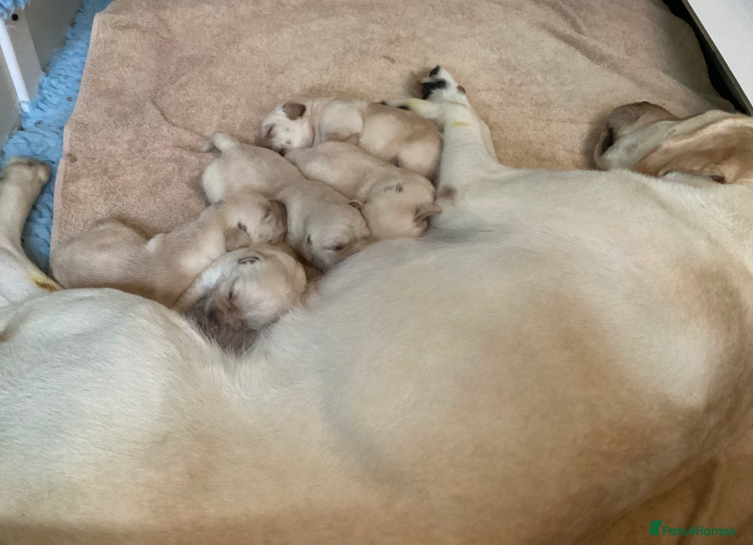 Labrador Retriever dogs for sale:  Yellow show puppies for sale to the right home - Image 4