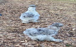 Chickens poultry for sale: Trio lavender splash American Silkie Bantams - Image 6