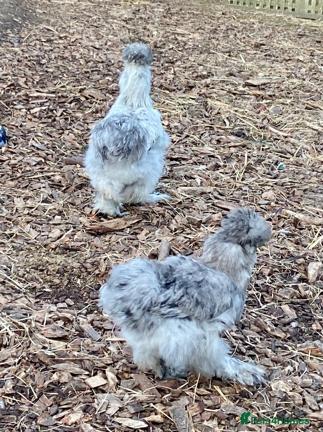 Chickens poultry for sale: Trio lavender splash American Silkie Bantams - Image 6