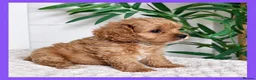 Cavapoo dogs for sale: Gorgeous cavapoo puppies from DNA tested parents - Advert 8