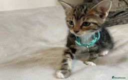 Mixed Breed cats for sale: Kittens  - Image 2