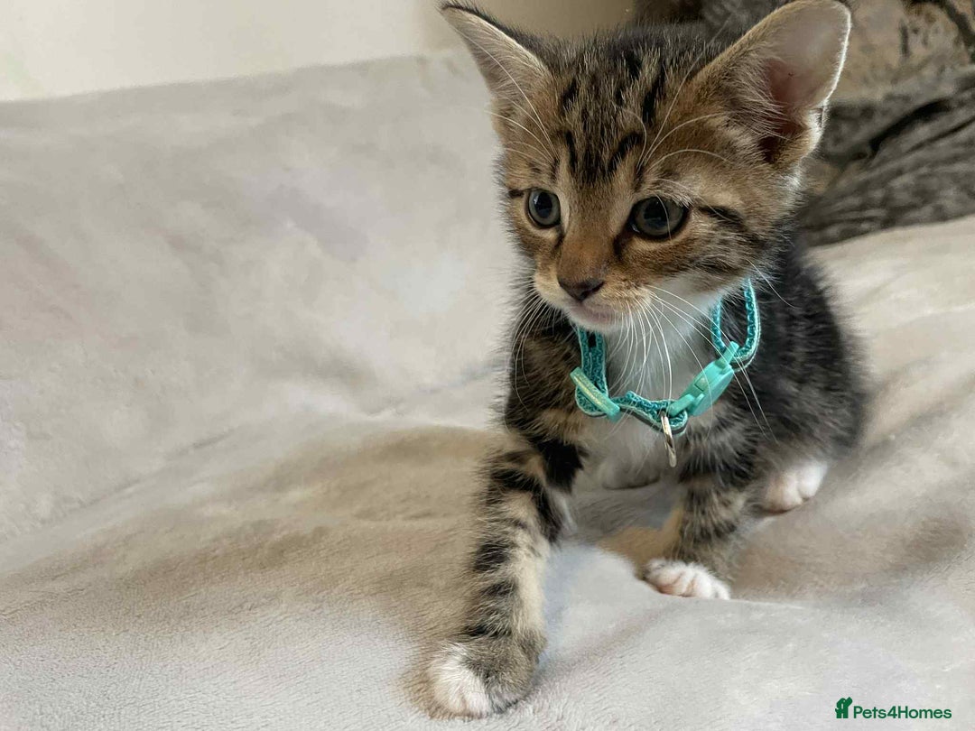 Mixed Breed cats for sale: Kittens  - Image 2