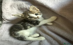 Bengal cats for sale: half bengal kittens  - Image 12