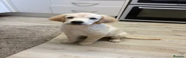 Goldador Puppy 10