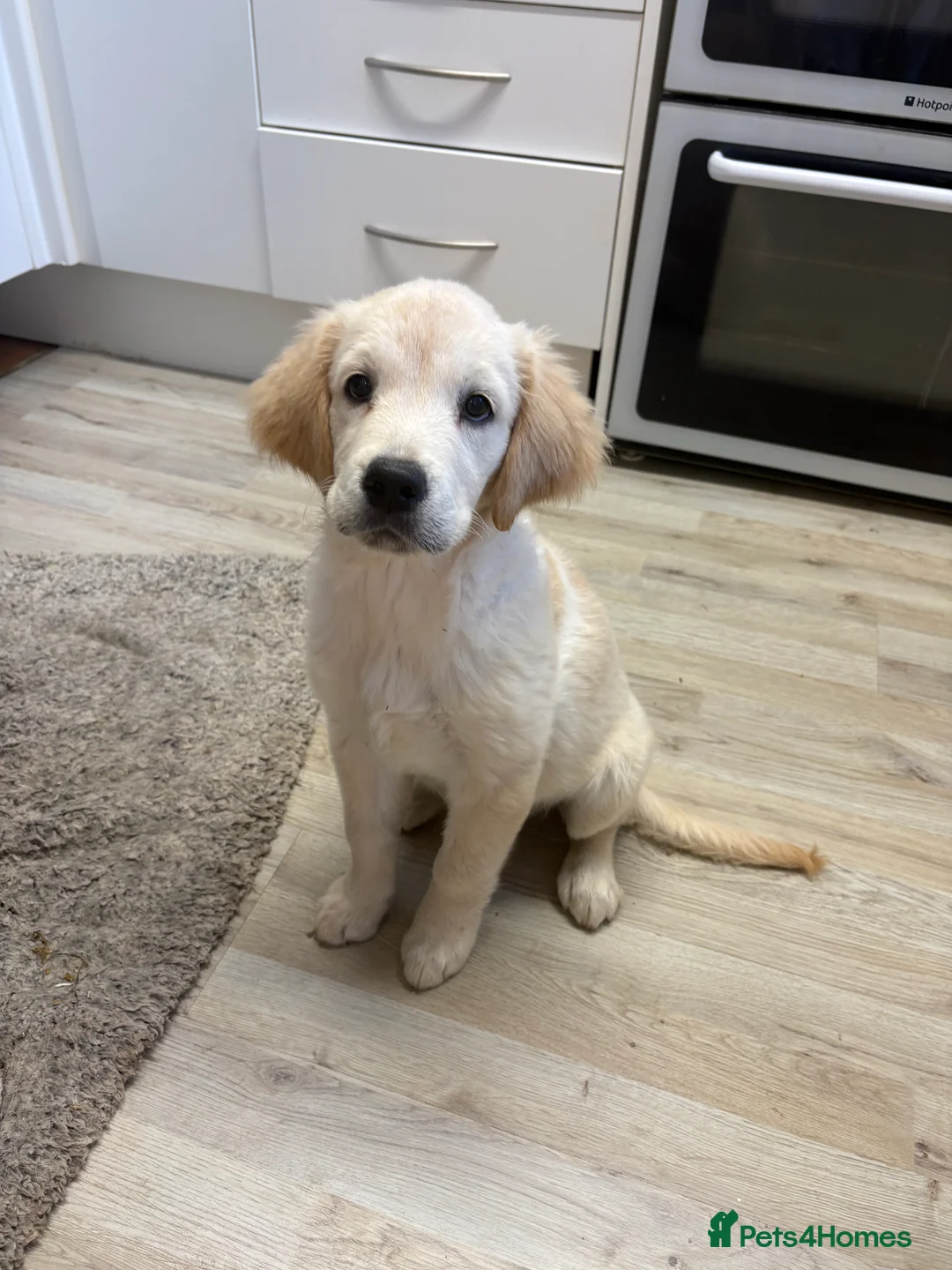 Goldador dogs for sale: Goldador puppies first litter - Advert 2