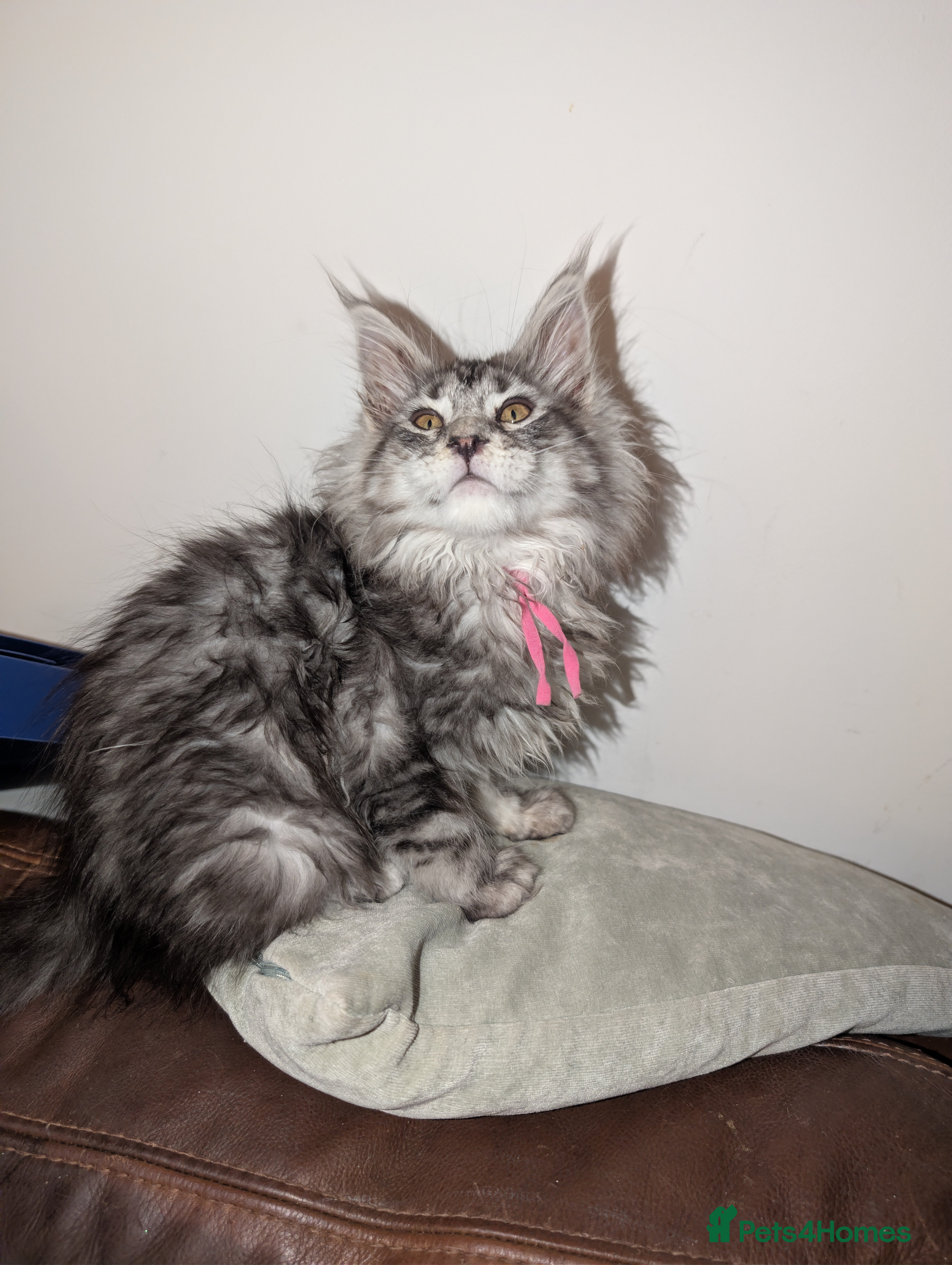 Maine Coon cats Mainecoon kittens  - Advert 2