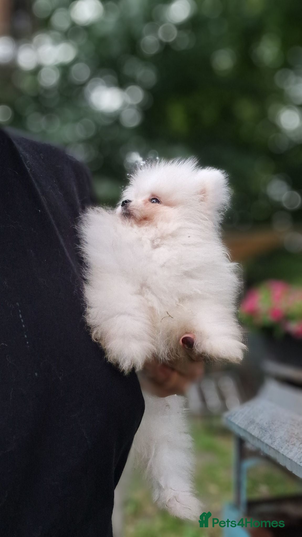 Pomeranian dogs Amazing Pomeranian  **  Puppy pure White colour - Advert 1