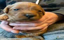 Cavapoo dogs for sale: Last 2 A1 Ruby/red Christmas Cavapoos 07816222523 in Derby - Image 15