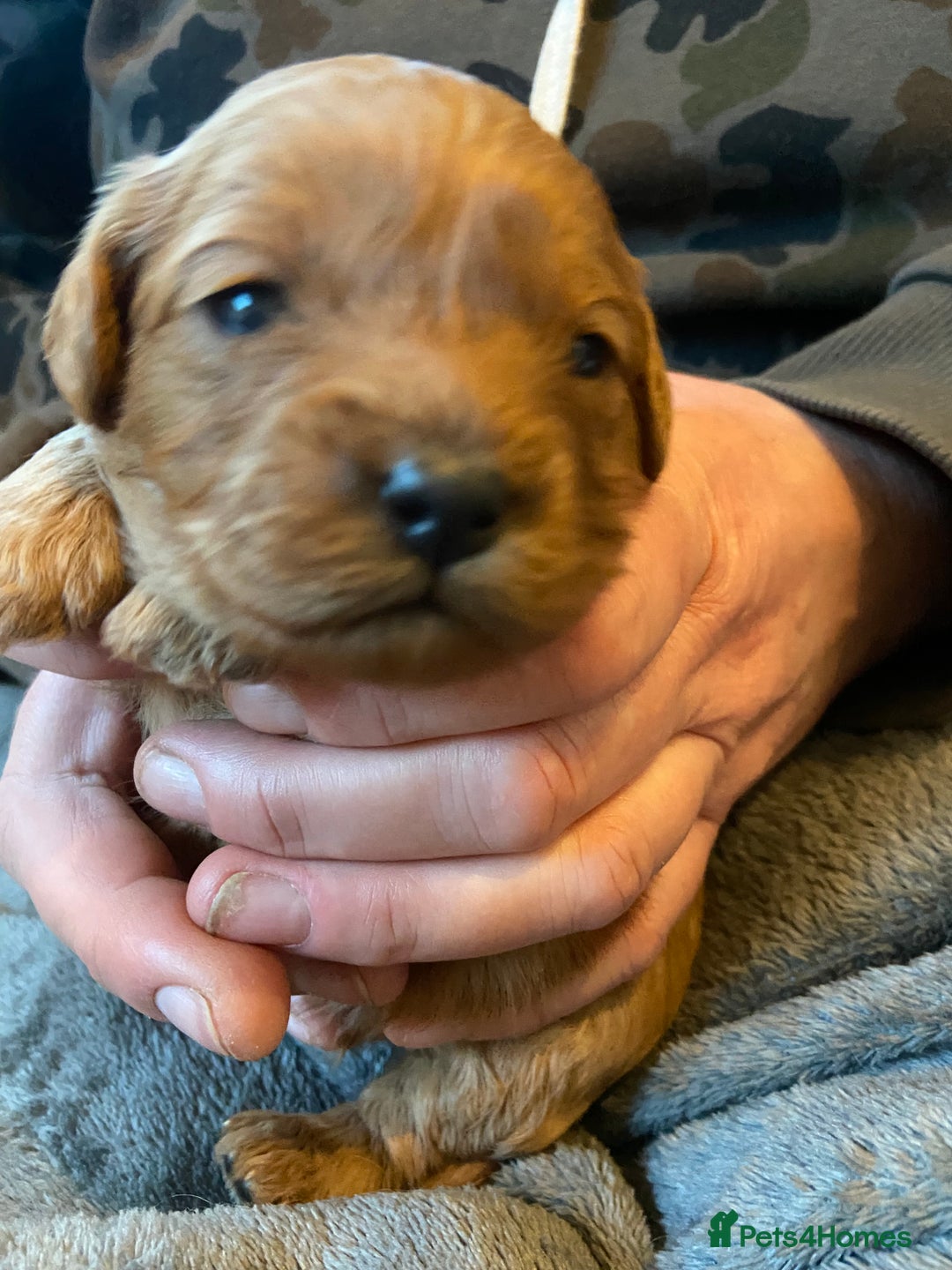 Cavapoo dogs for sale: Last 2 A1 Ruby/red Christmas Cavapoos 07816222523 in Derby - Image 15