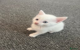 Mixed Breed cats for sale: Beautiful white female kitten with black tail.  - Image 2