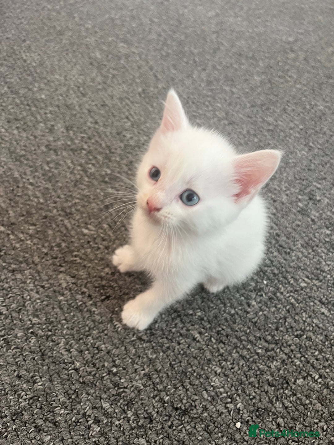Mixed Breed cats for sale: Beautiful white female kitten with black tail.  - Image 2