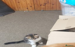 Persian cats for sale: Persian kittens: 2 girls and 1 boy (£230 each) - Image 19