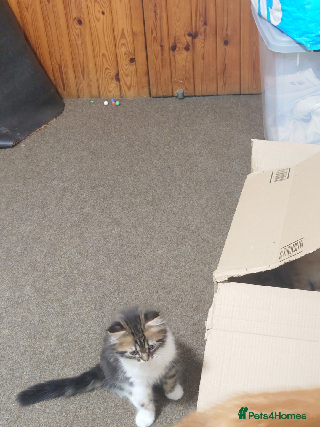 Persian cats for sale: Persian kittens: 2 girls and 1 boy (£230 each) - Image 19