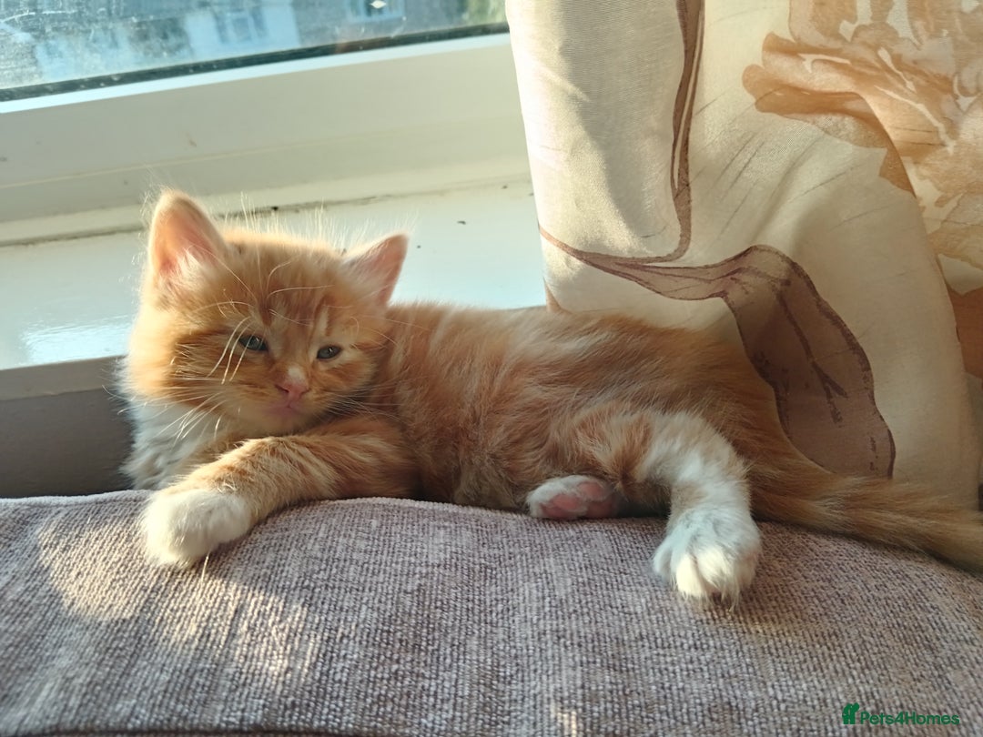 Norwegian Forest Cat cats for sale: Norwegian forest x in Basingstoke - Image 30