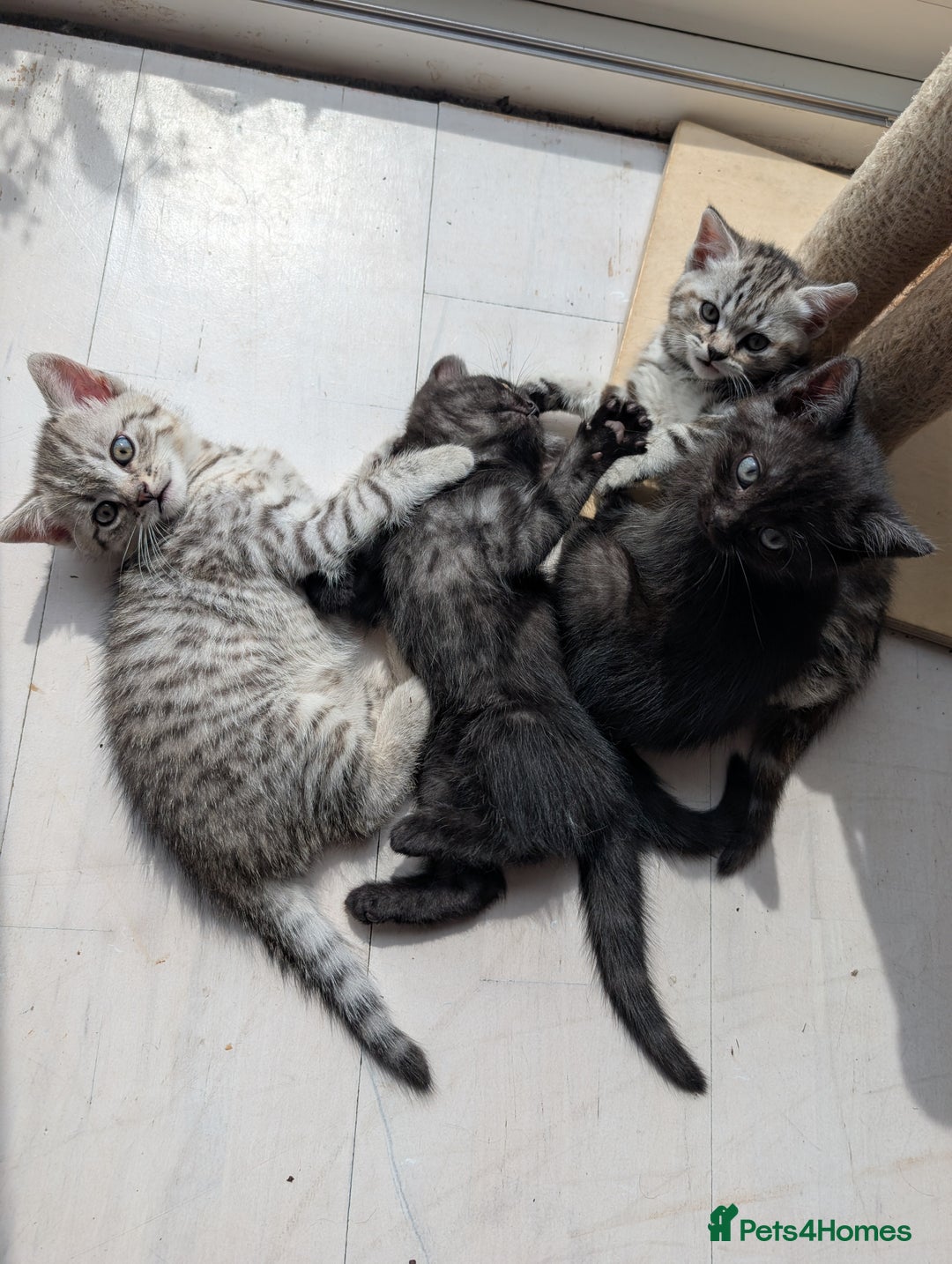 Selkirk Rex cats for sale: 😻 Stunning Selkirk Rex Mix Kittens 😻 - Image 7
