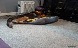 Belgian Shepherd Dog dogs for sale: Male  - Advert 7