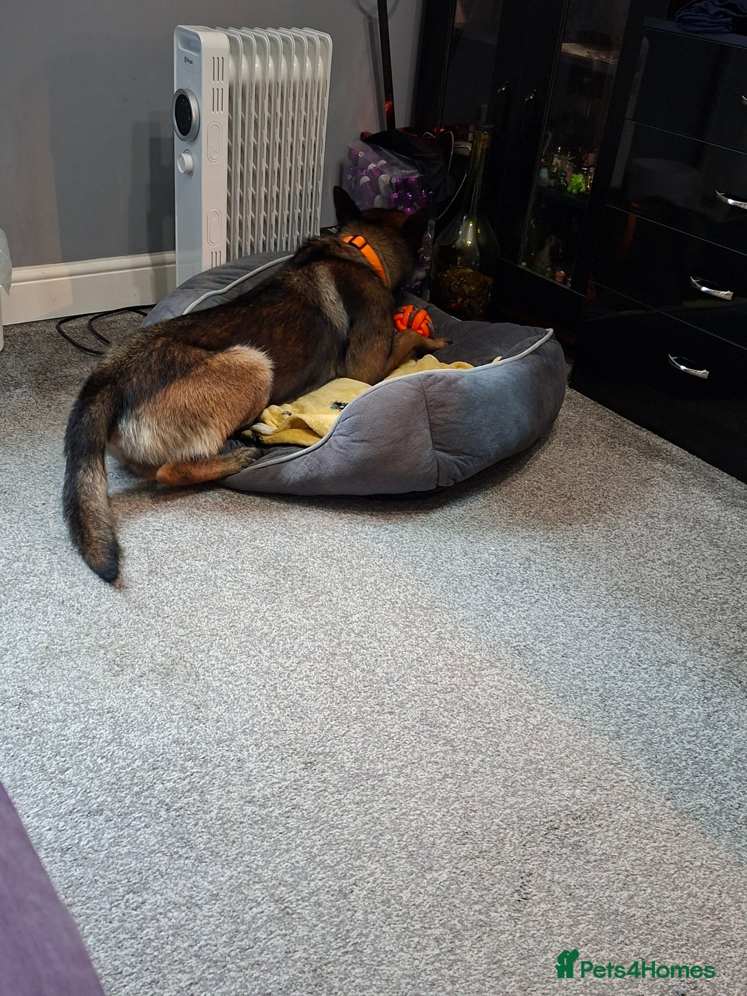 Belgian Shepherd Dog dogs for sale: Male  - Advert 7