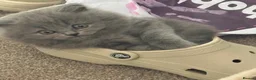 British Shorthair cats for sale: *All sold* 2027 waitlist is open x  - Advert 8